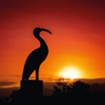 Do chão ao voo livre, o guará vermelho desenha os traços da nossa primeira edição da Raízes & Rotas