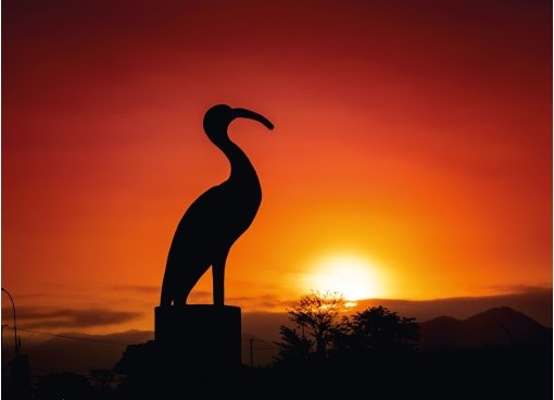 Do chão ao voo livre, o guará vermelho desenha os traços da nossa primeira edição da Raízes & Rotas